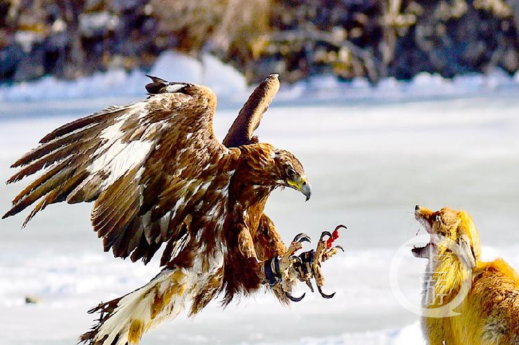 引人入胜的对决,一触即发的紧张氛围的简单介绍 引人入胜的对决,一触即发的紧张氛围的简单介绍